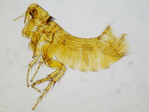 Ctenophthalmus baeticus arvernus